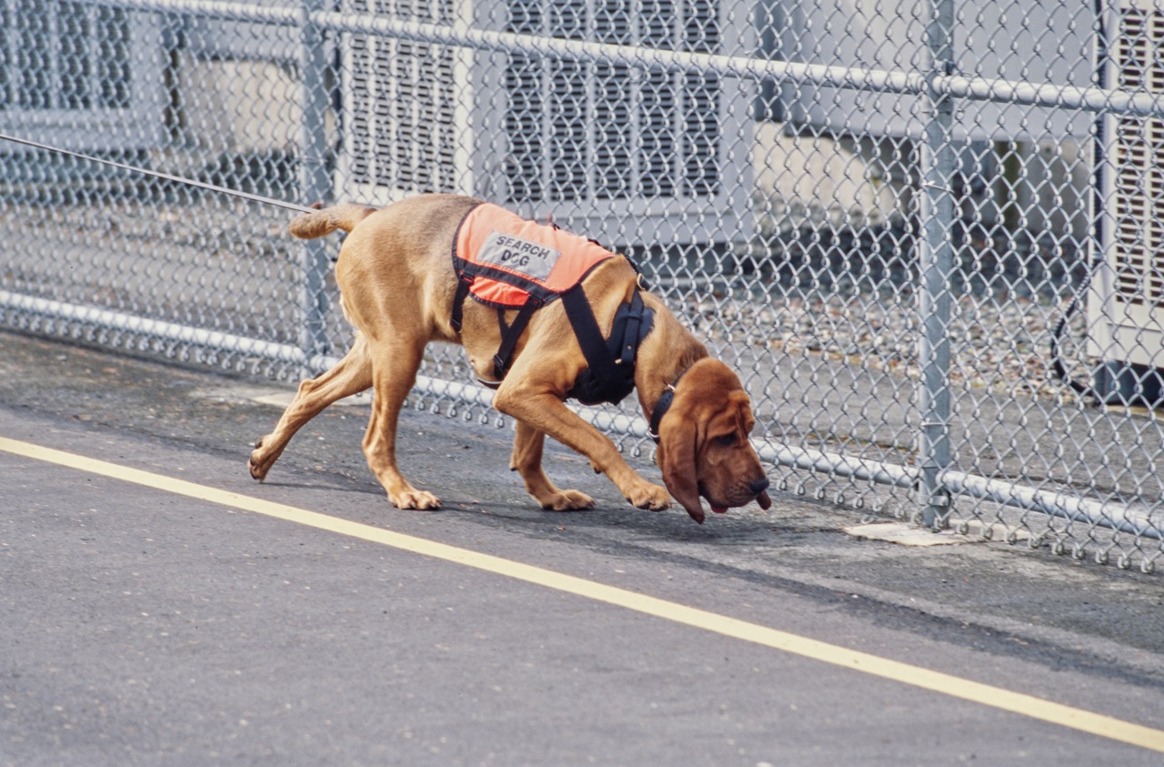 A bloodhound helping out on a search and rescue mission