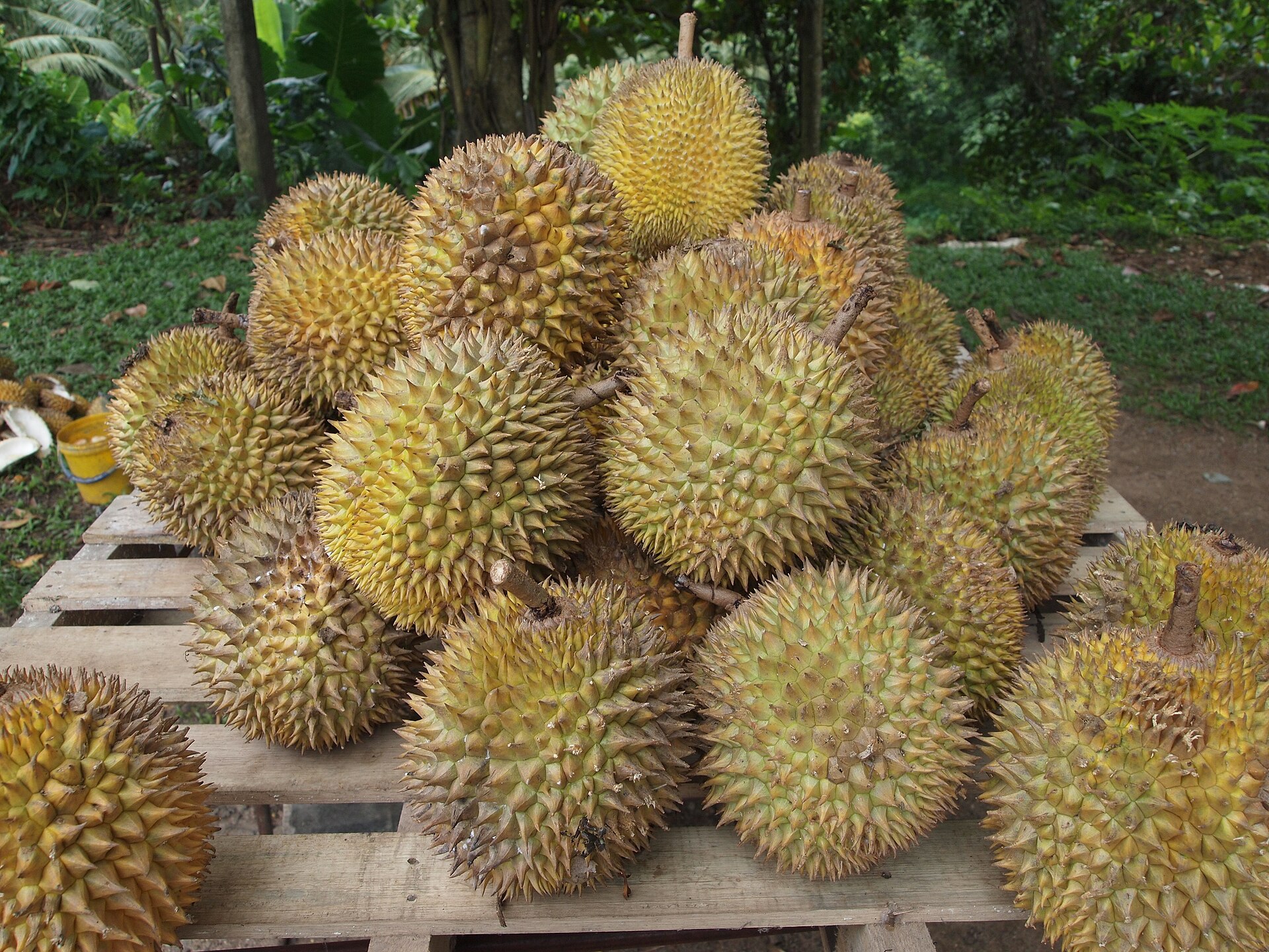 Durian fruits, the flavor of which researchers have turned into tiny coated particles ("Durian" by Kalai / CC BY 3.0 via Wikimedia Commons)