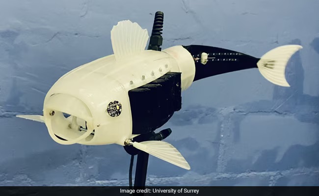 A 3D robot fish named Gillbert, designed by a student at the University of Surrey, eats microplastics from waterways