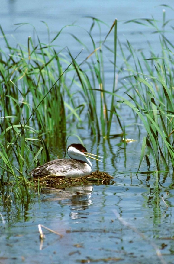 A Western Grebe nest, which researchers often use drones to monitor
