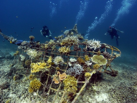 A Biorock reef in Gili Islands, Indonesia ("Manta Ray Biorock Reef" by Marionpinta / CC BY-SA 3.0 via Wikimedia Commons)