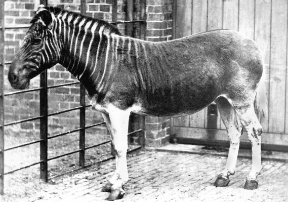 An 1870 photograph of a quagga at Regent's Park Zoo in Mare, London