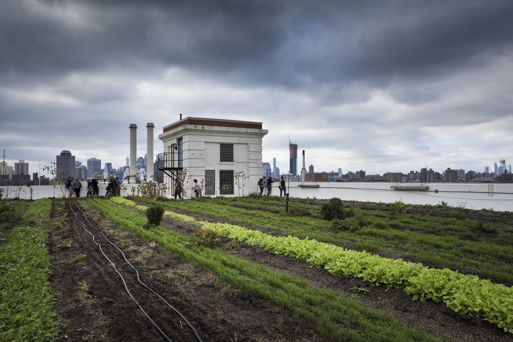 A Brooklyn Grange rooftop farm at the Brooklyn Navy Yard in NYC ("Brooklyn Grange Rooftop at Brooklyn Navy Yard" by Ian Bartlett / CC BY-SA 4.0 via Wikimedia Commons)
