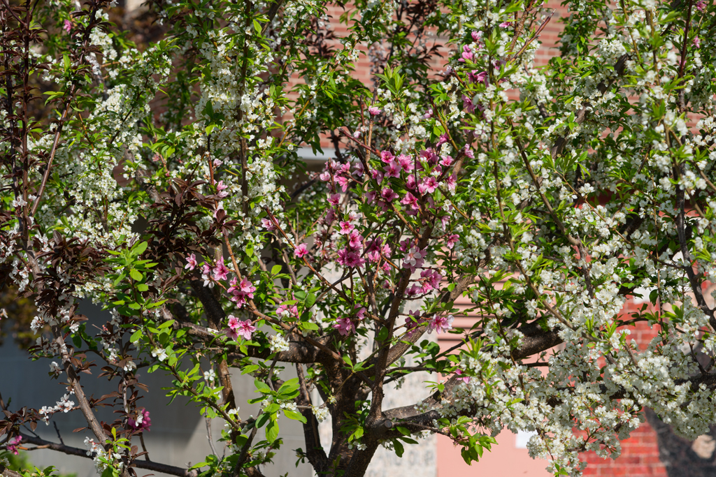 Sam Van Aken’s Tree of 40 Fruit, which can grow peaches, plums, cherries, apricots, nectarines, and almonds on one tree ("Tree of 40 Fruit" by Rhododendrites / CC BY-SA 4.0 via Wikimedia Commons)
