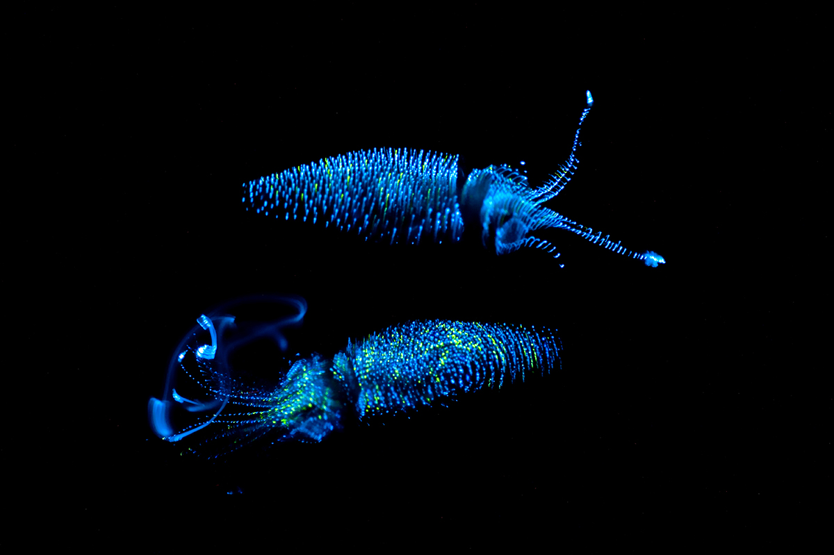 The firefly squid, a tiny, deep-sea bioluminescent cephalopod famous for turning the coastal waters of Japan a glowing blue color  (Brian Skerry)