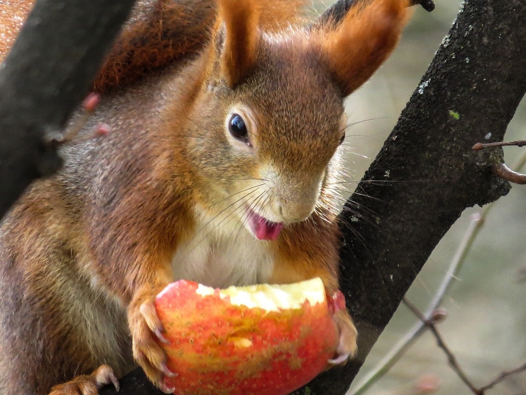 A squirrel eating an apple. The taste of apple—and all foods—actually comes from aromas traveling from our (and the squirrel's) mouths into our noses