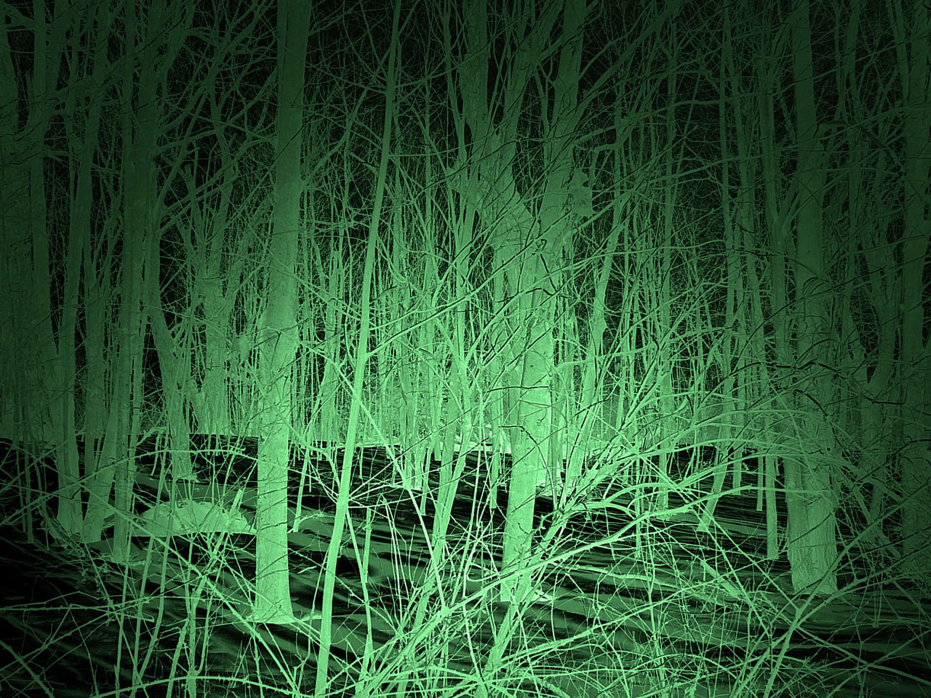 A night vision view of a forest