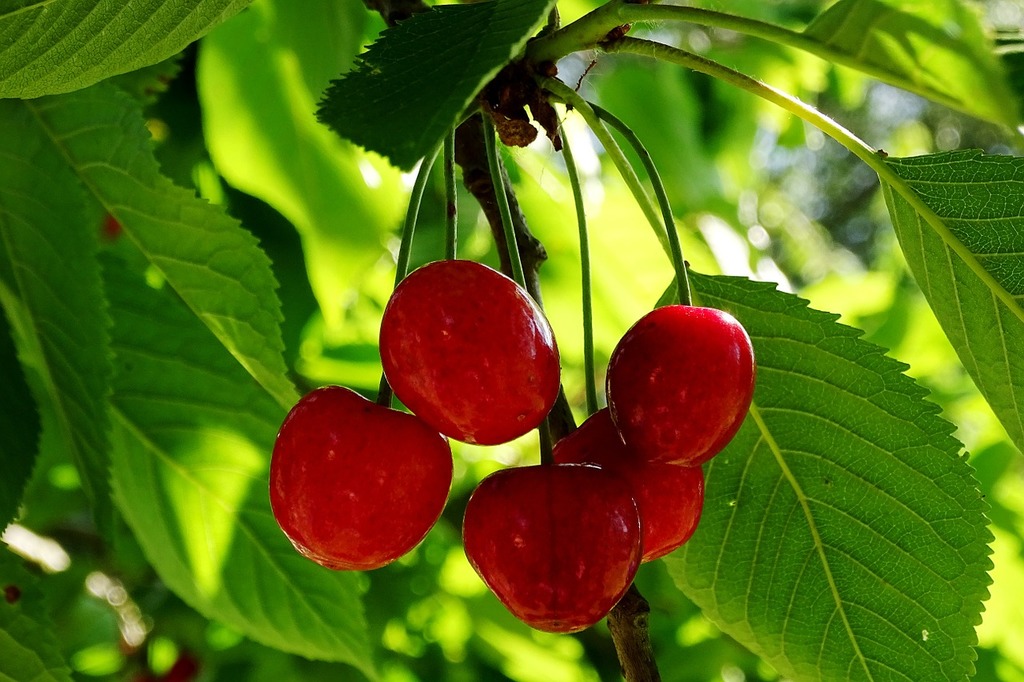 Scientists believe juice from Montmorency tart cherries may help people sleep
