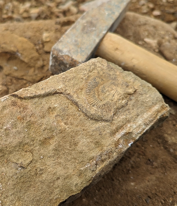 Ironstone stone that has been dressed with a fossil on the face of the stone