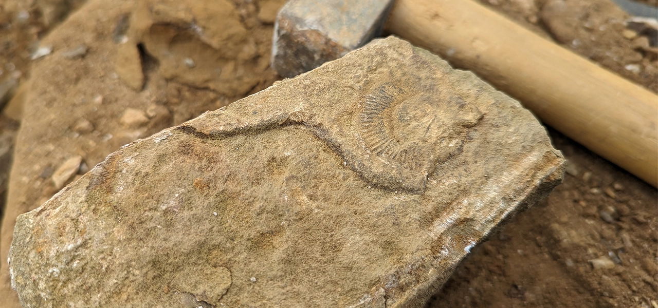 Dressed & cropped ironstone with an ammonite fossil showing on the face