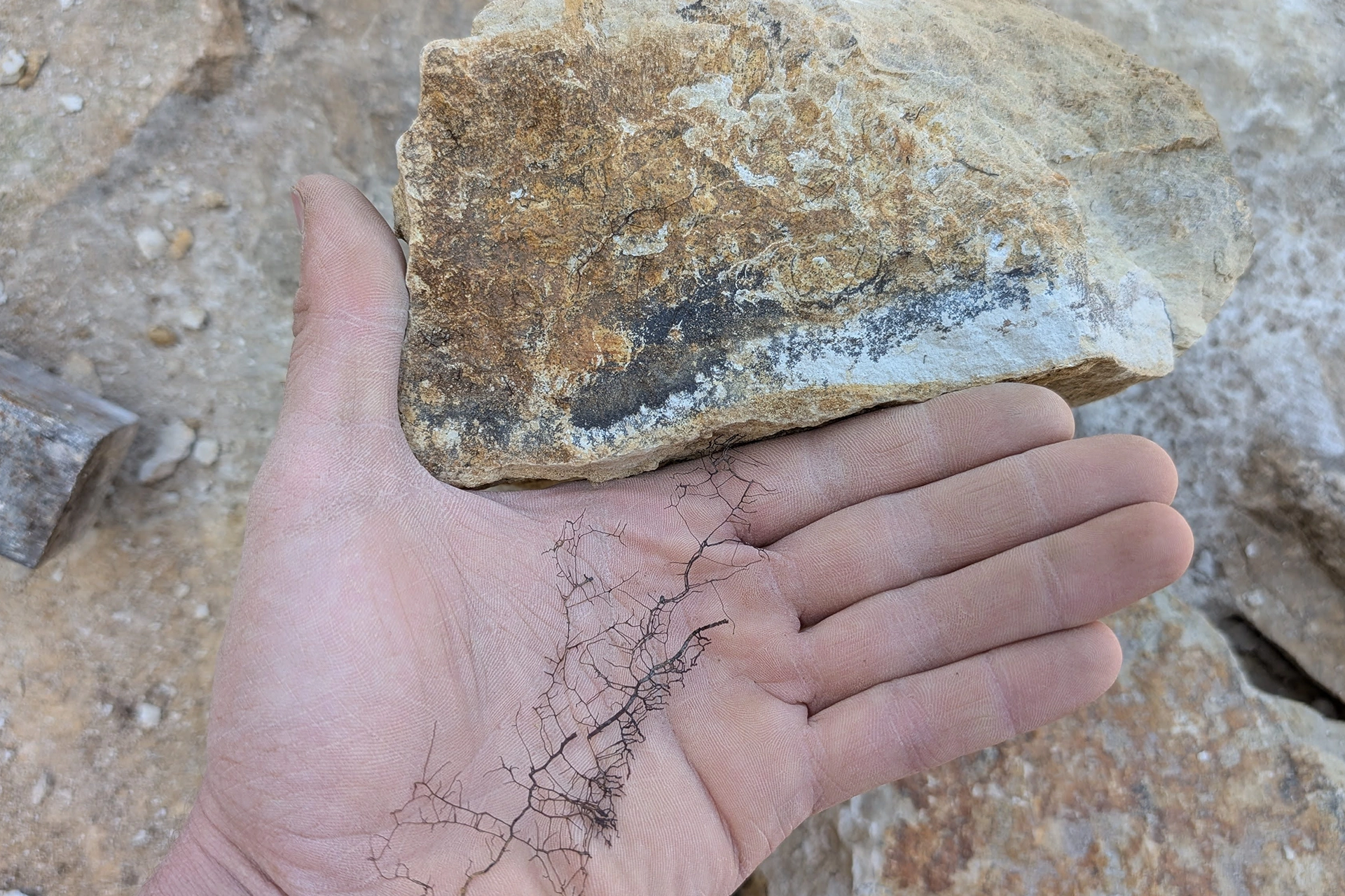 Fossilized coral found in our walling stone.