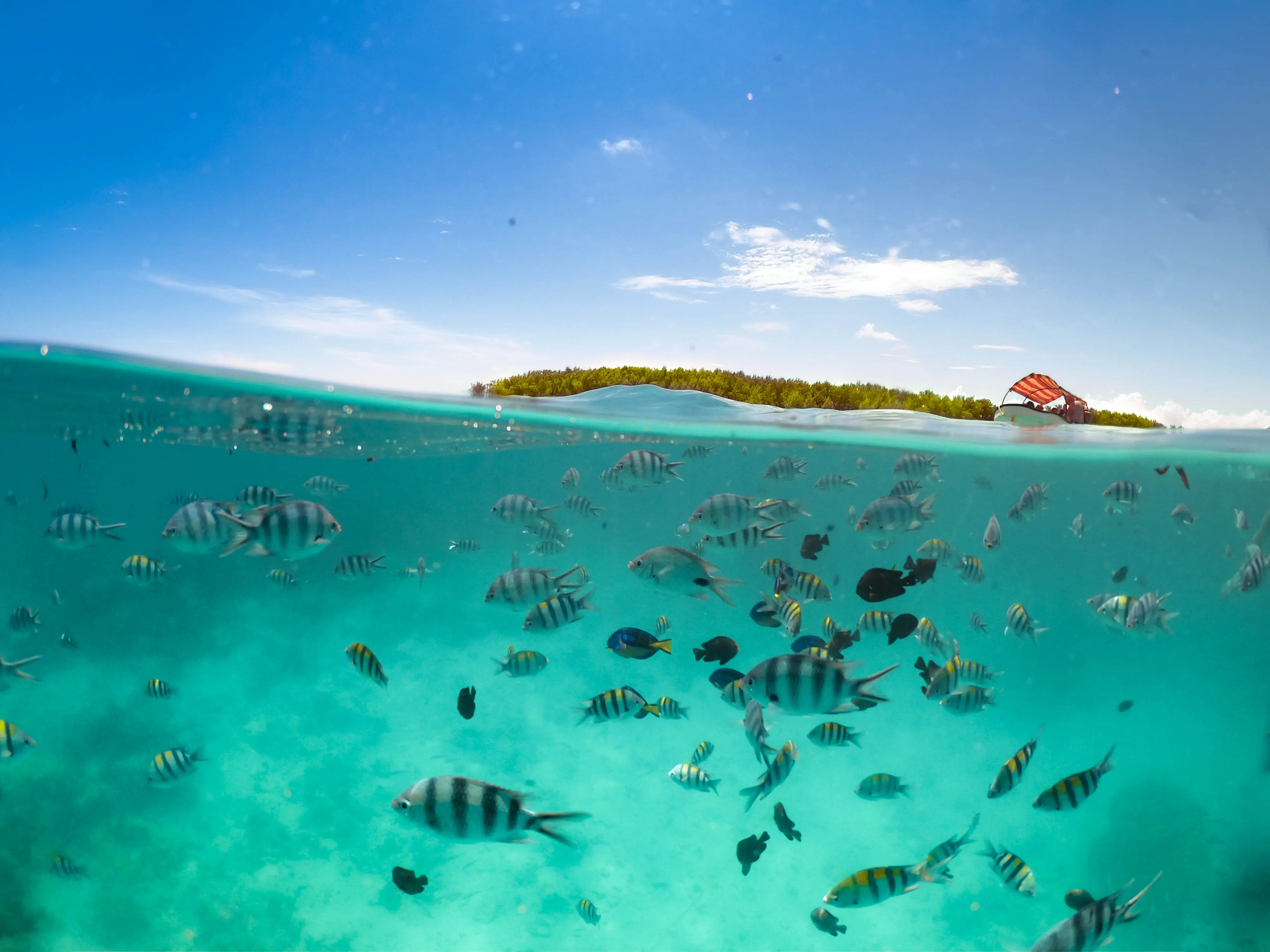 Underwater view of tropical fish, island, and boat against blue sky