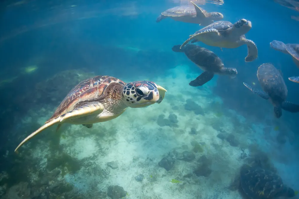 turtle swimming in the Indian ocean
