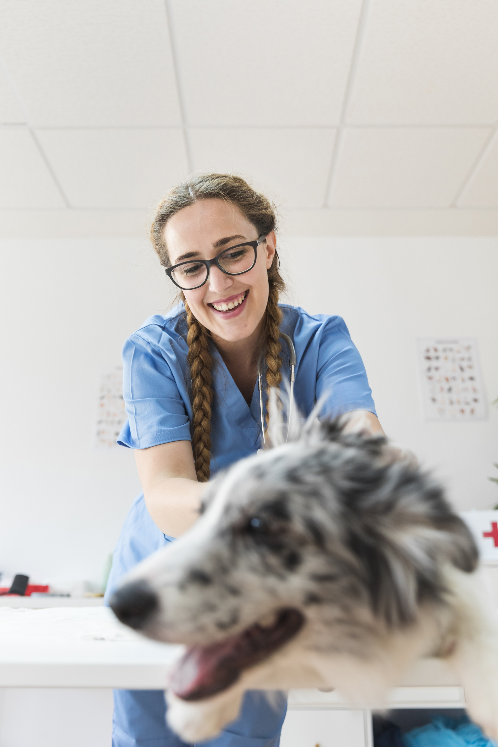 surviving vet school stress