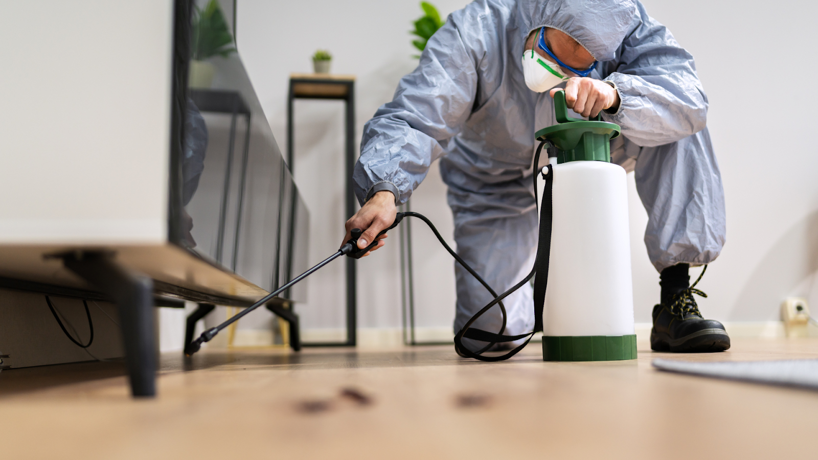 Professional Termite Treatment