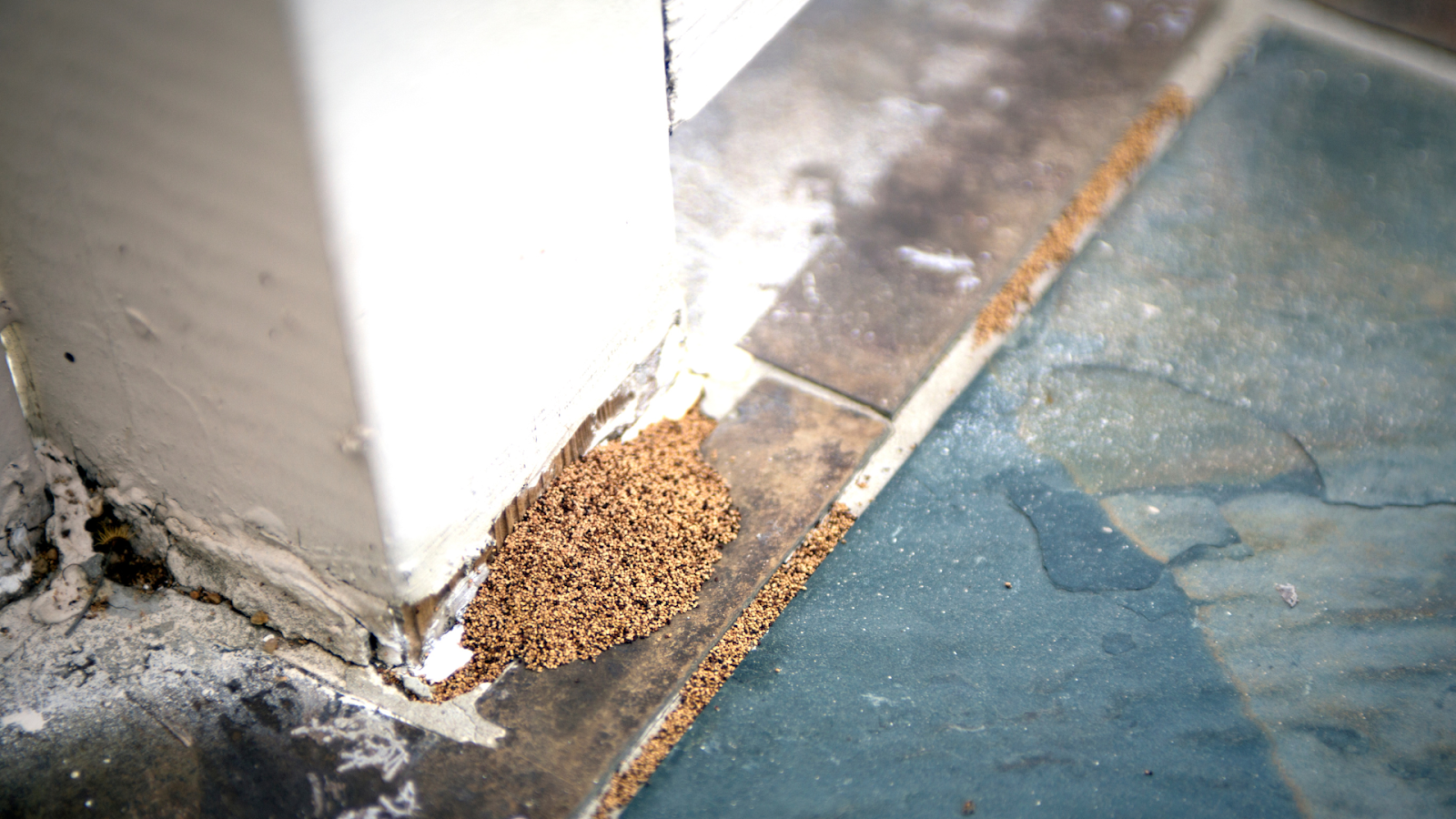 Signs of Termite Infestation