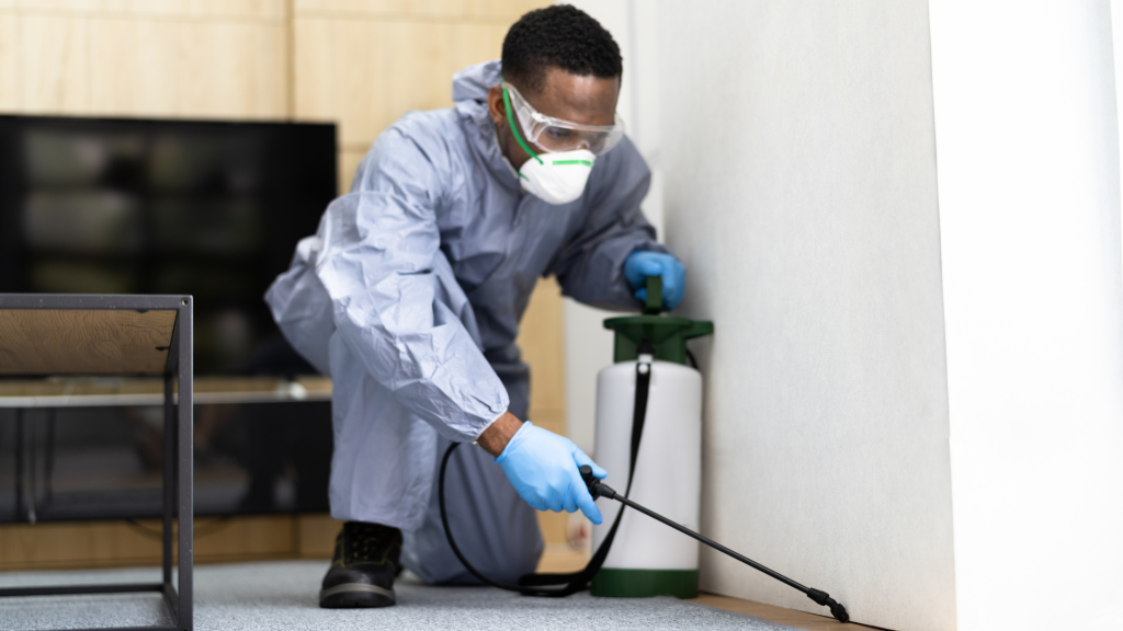 Termite Inspection