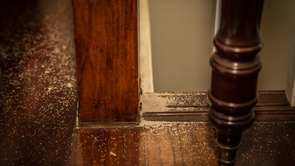 Sign of Termite