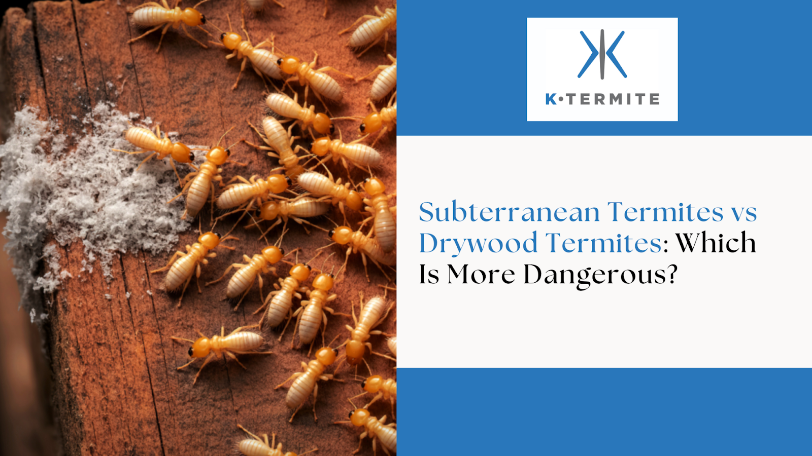 Subterranean Termites vs Drywood Termites