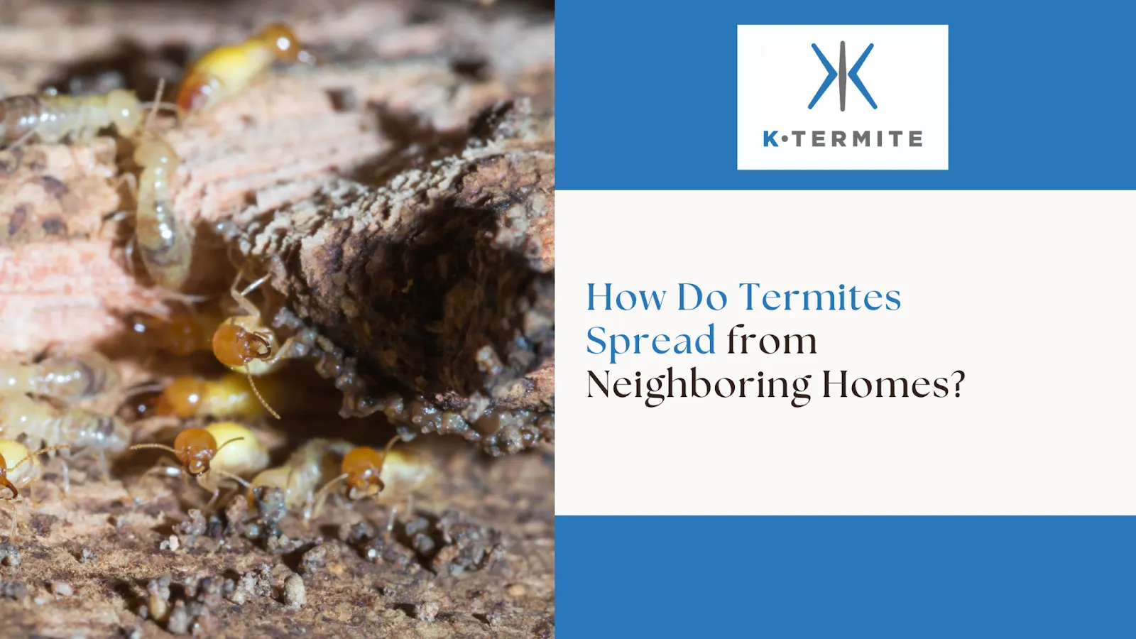 Termites Spread from Neighboring Homes