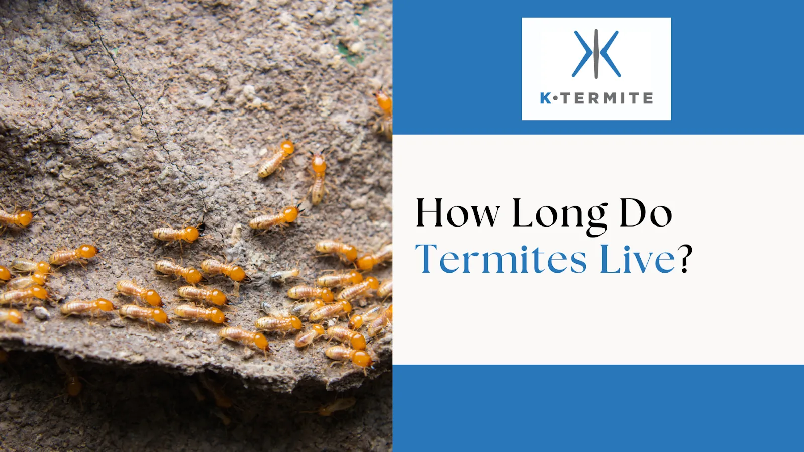 How Long Do Termites Live