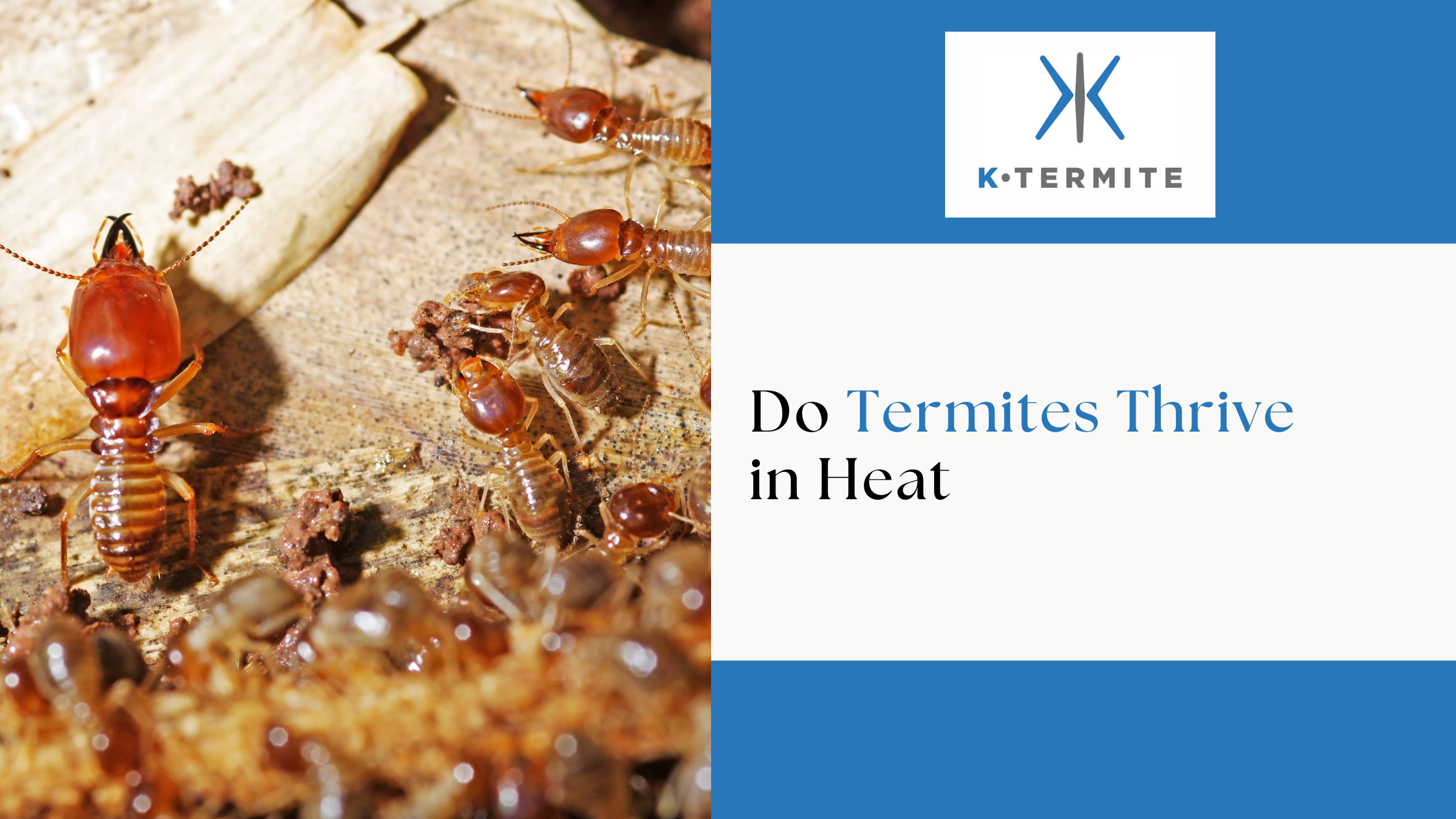 Termites Thrive in Heat