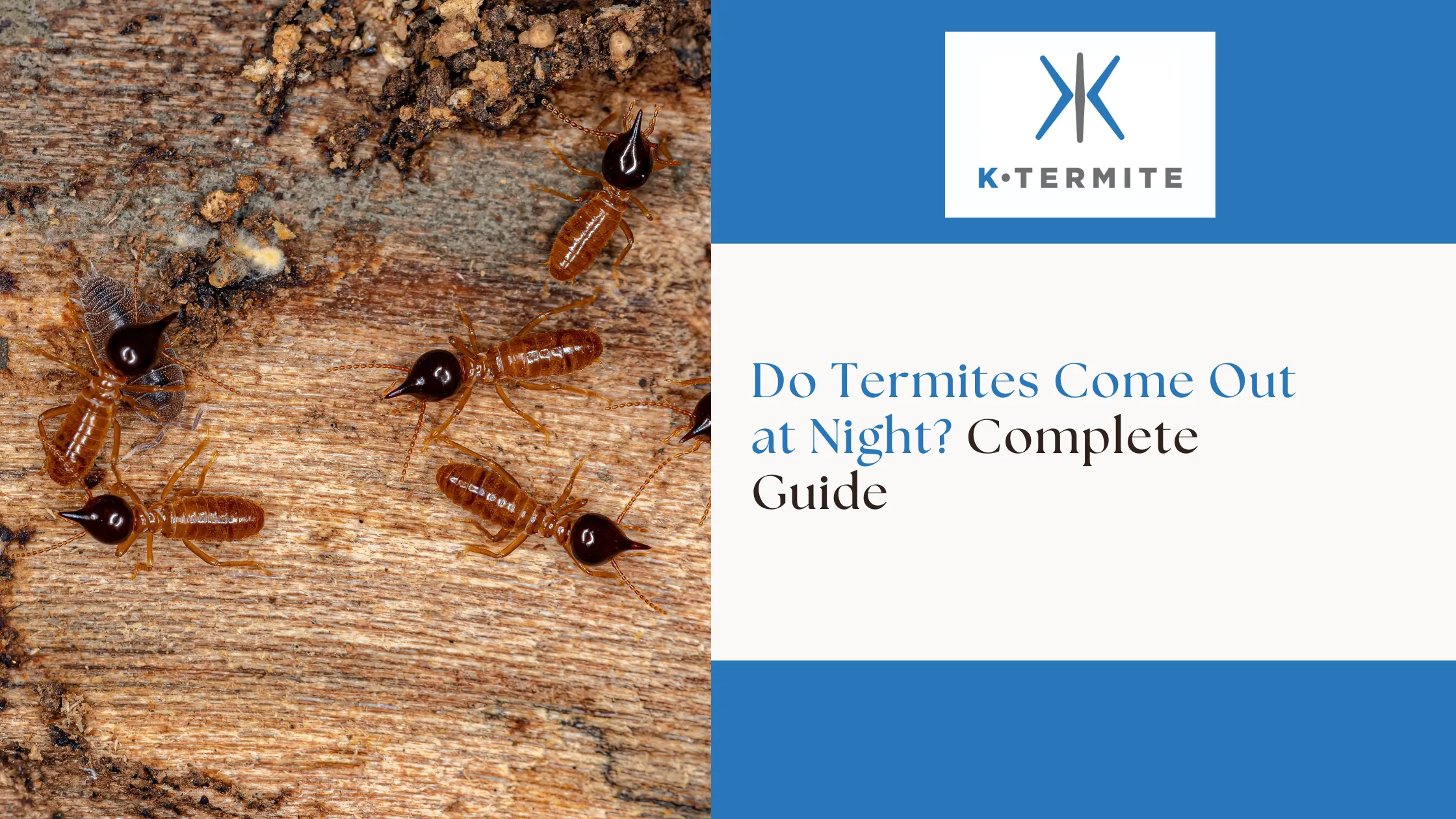 Termites at Night