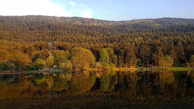forest and water