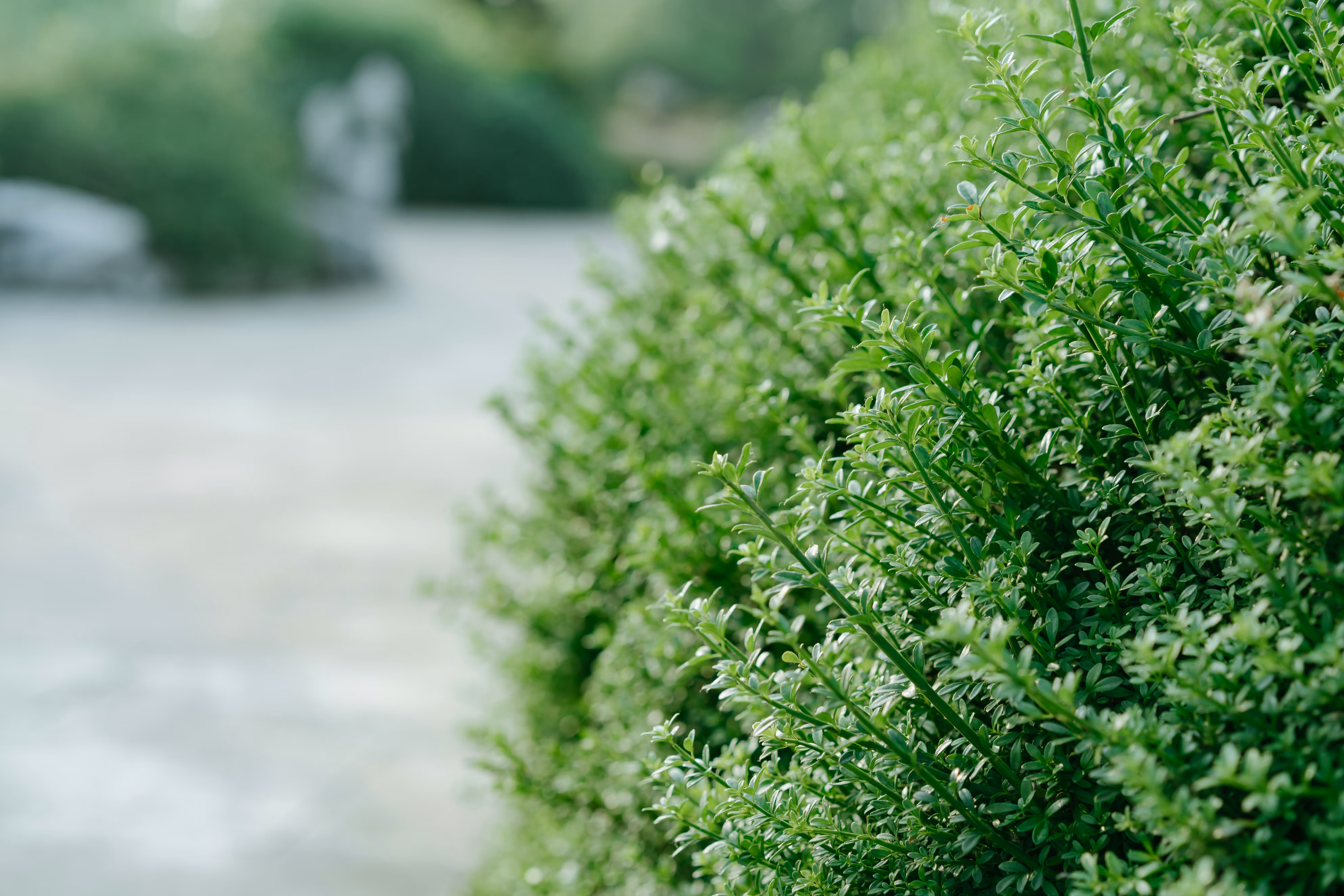 image of signature dish at a japanese restaurant
