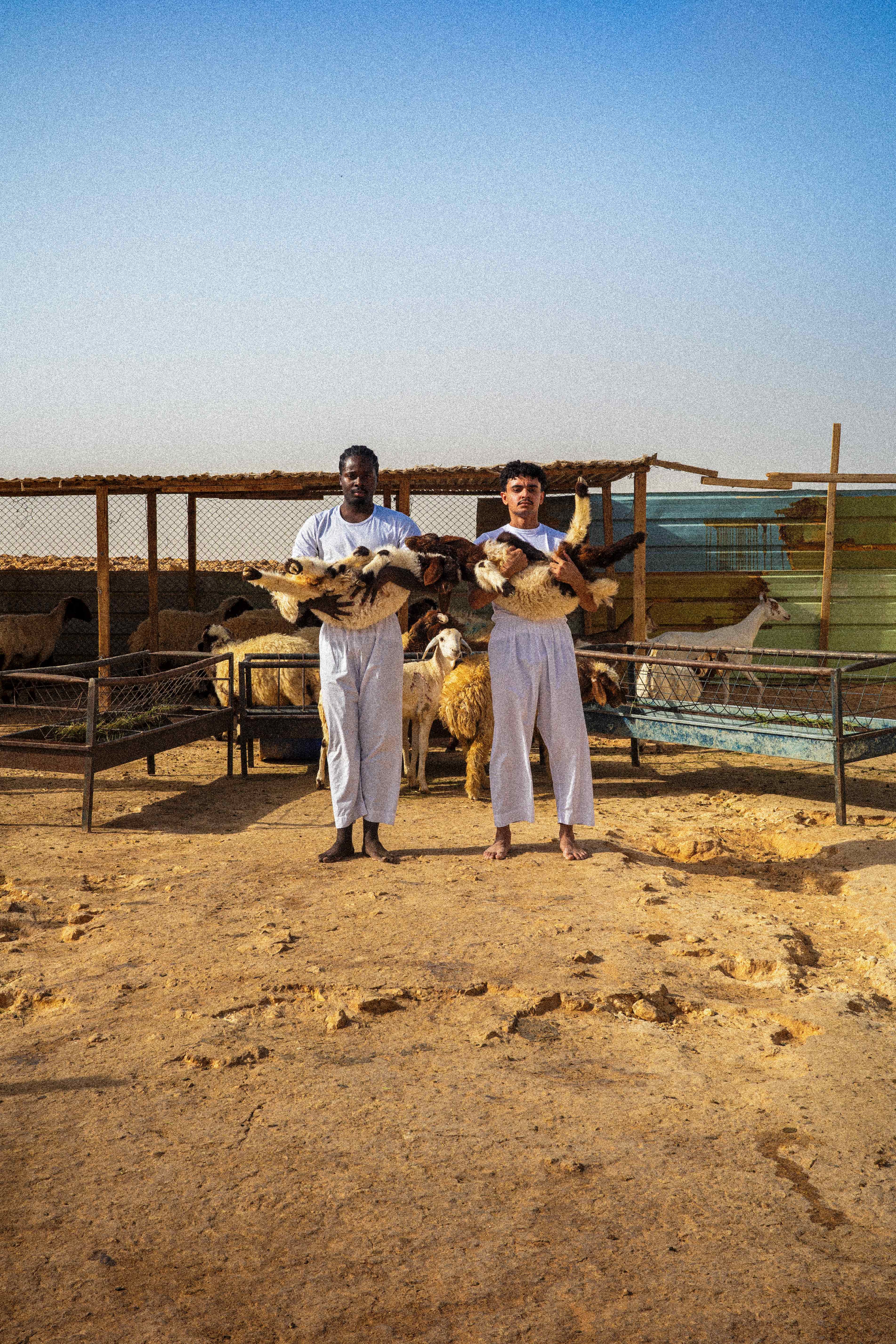 Two men Holding sheeps