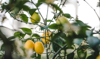 Harlow Spring Recipe