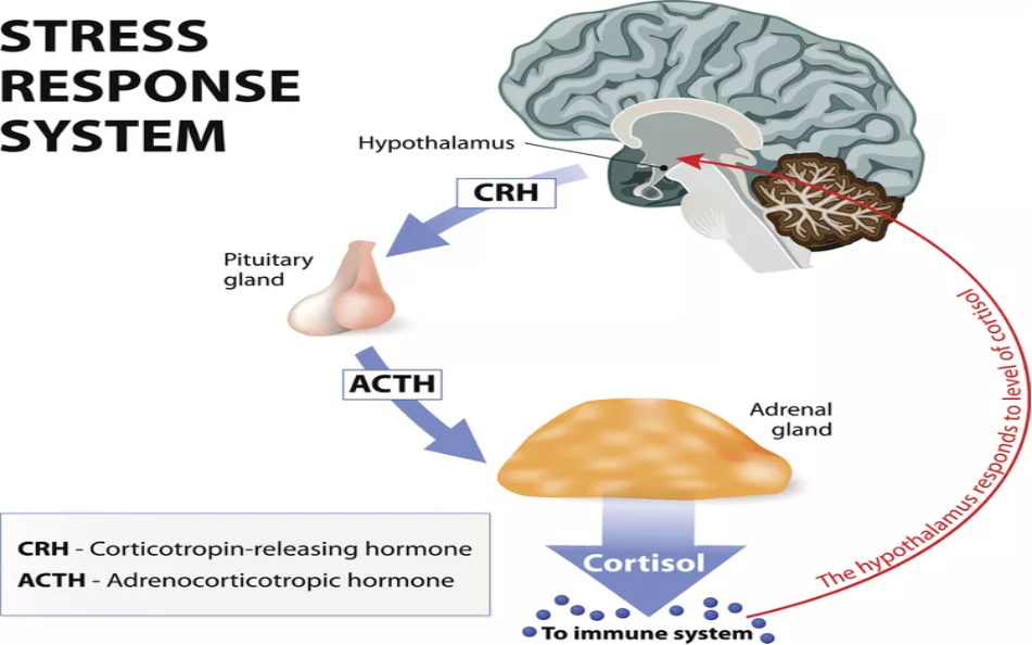 stress response system
