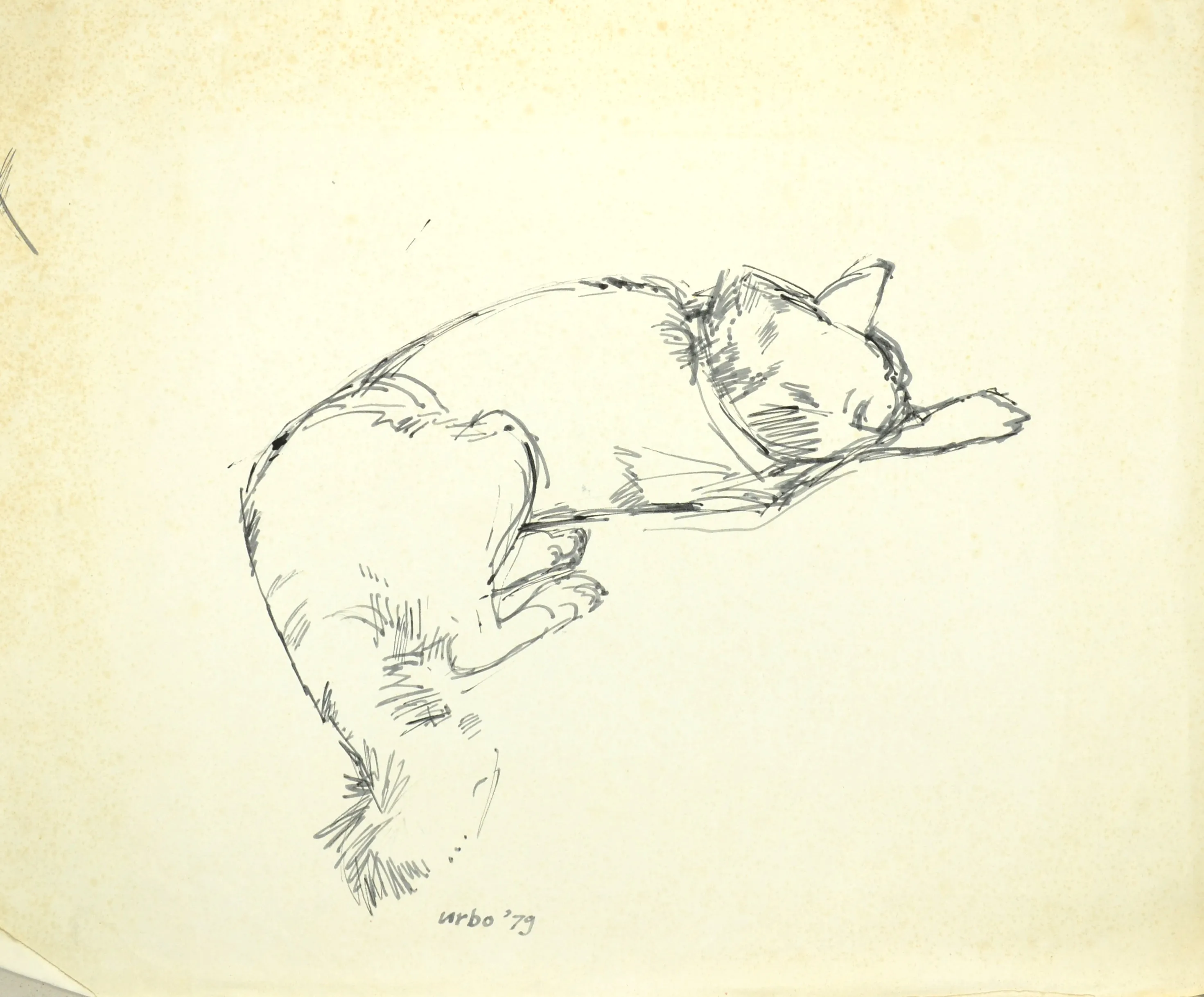 Sketch of a dog lying down with its head resting on its front paw.