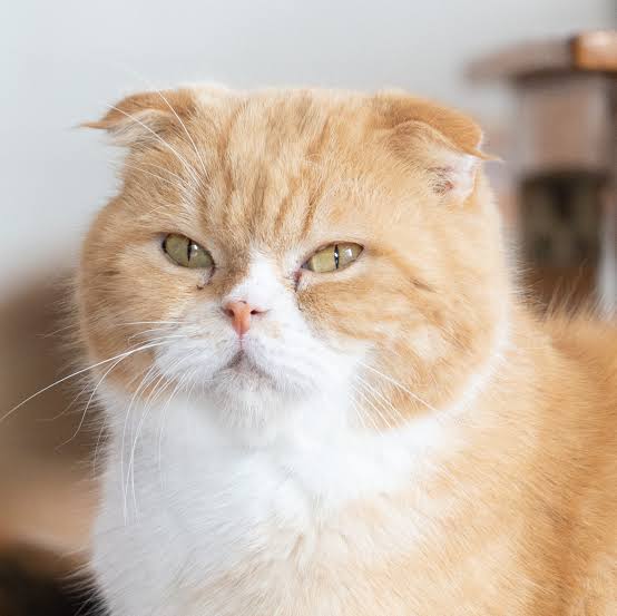 Close-up of an orange and white cat with folded ears and green eyes looking ahead.