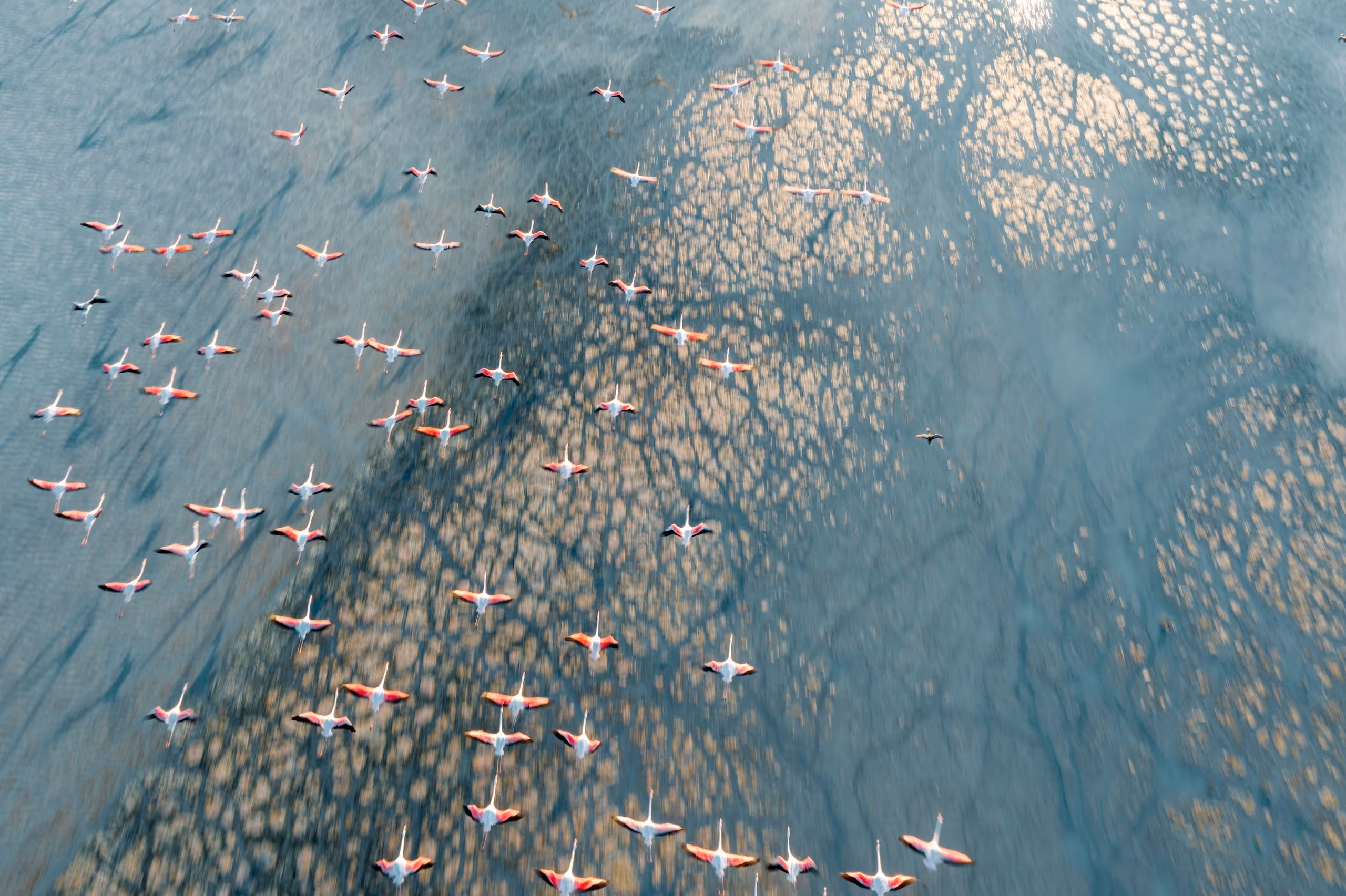 Aerial view of a flock of flamingos flying over a wetland with water reflecting golden light.