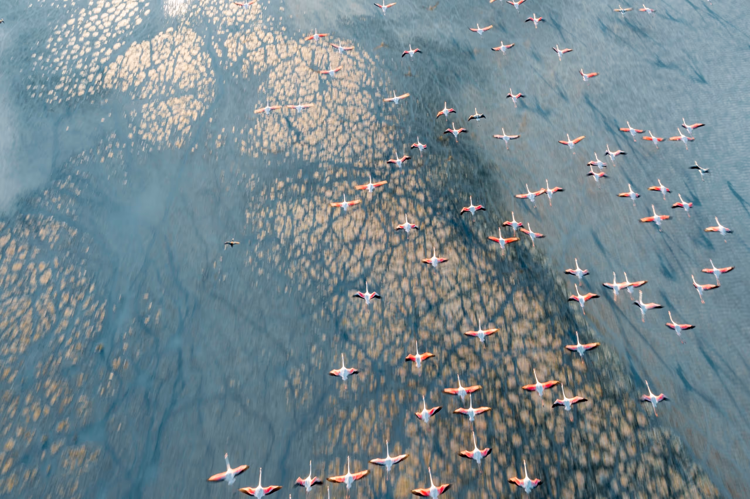 Aerial view of a flock of flamingos flying over a blue water surface with scattered light reflections.