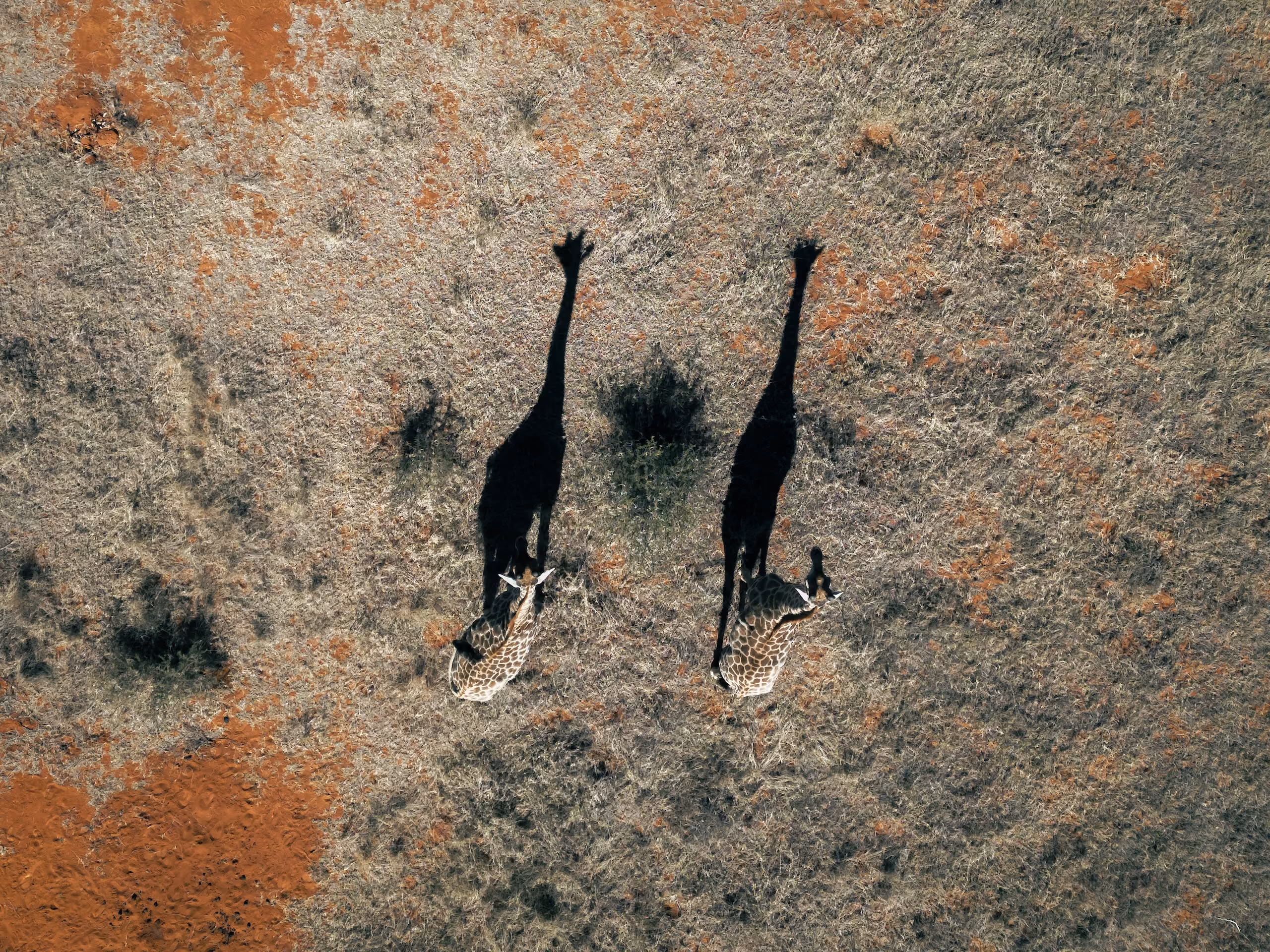 Aerial view of two giraffes walking on dry grassy terrain casting long shadows.