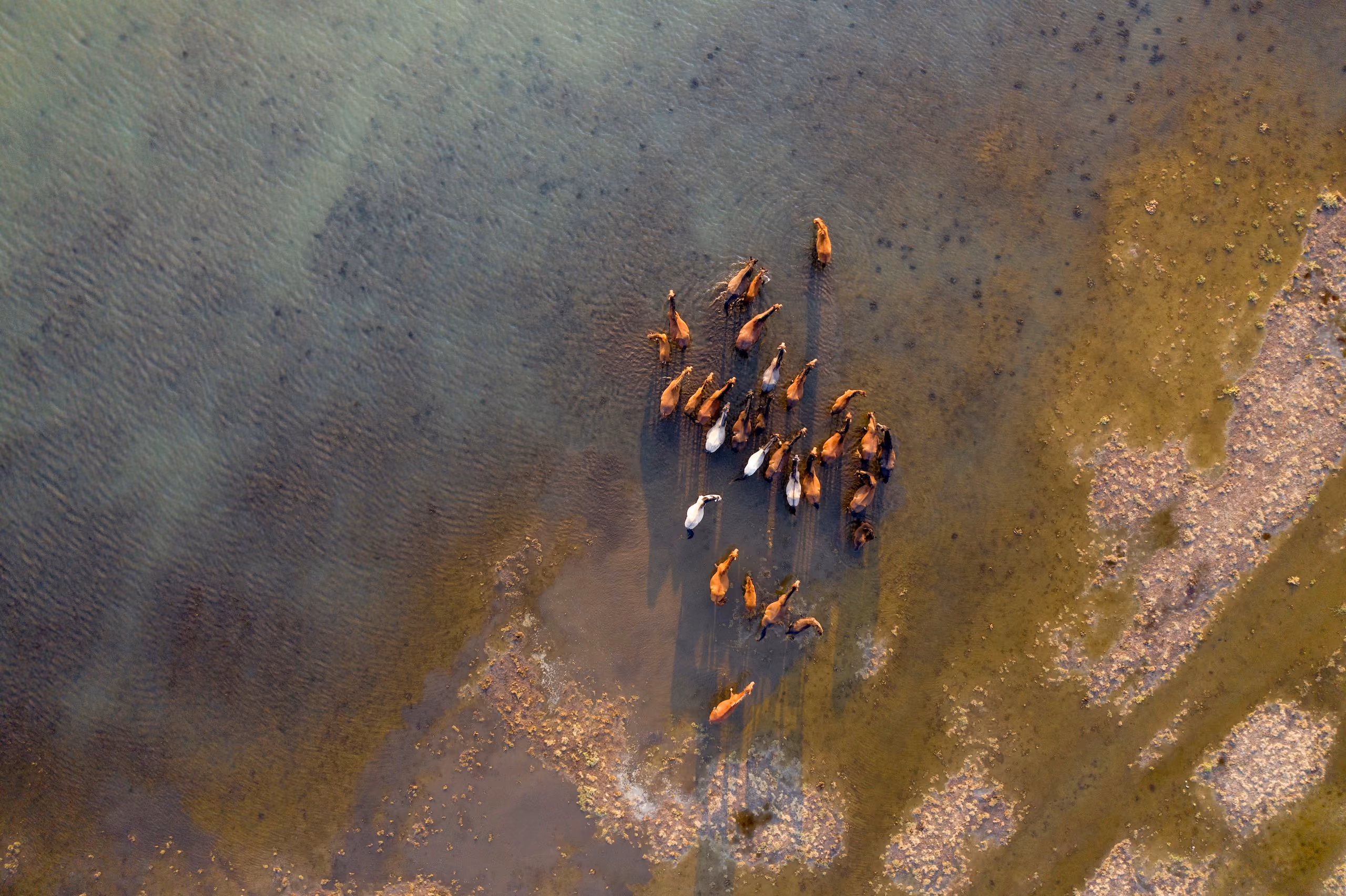 Aerial view of a group of horses standing in shallow water near patches of grass and mud.