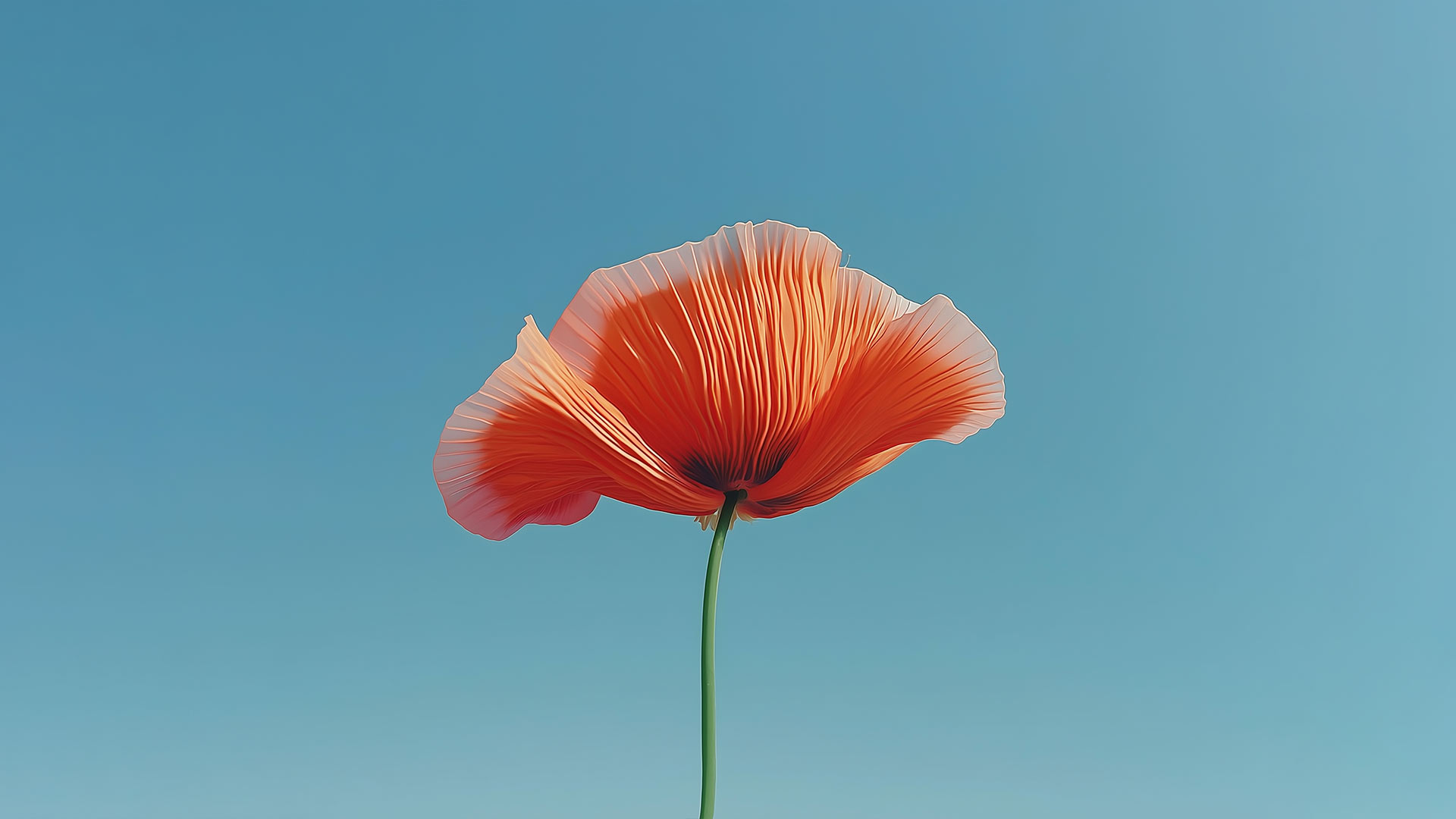 MInimalist single orange flower on clear blue sky (alternative view).