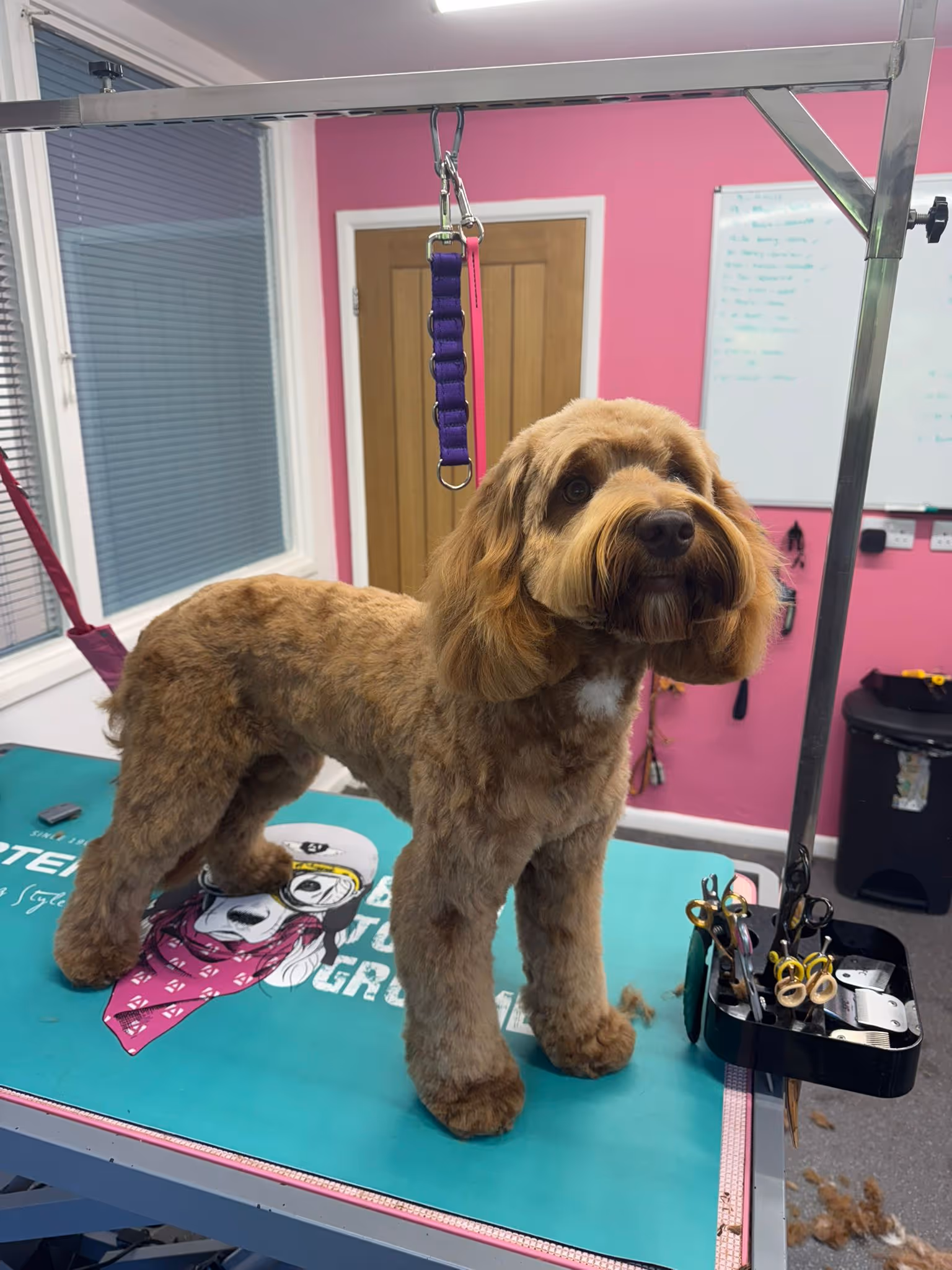 Brown dog with a fresh grooming standing on a grooming table in a salon with grooming tools nearby.