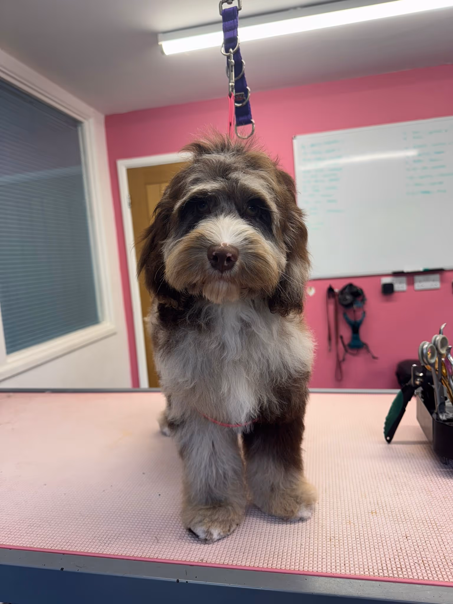 Fluffy brown and white dog standing on grooming table with pink walls and grooming tools in the background.