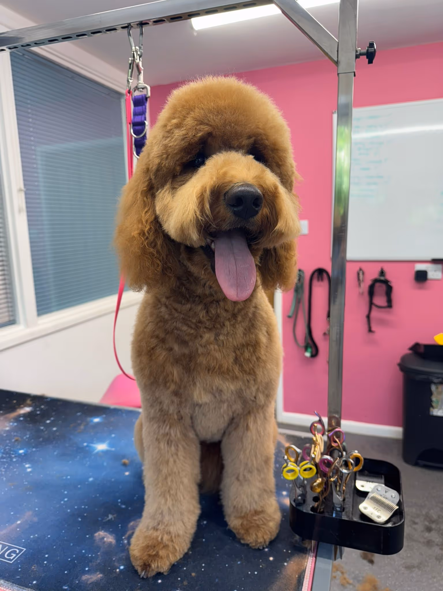 Brown poodle with a fluffy haircut sitting on a grooming table with its tongue out.