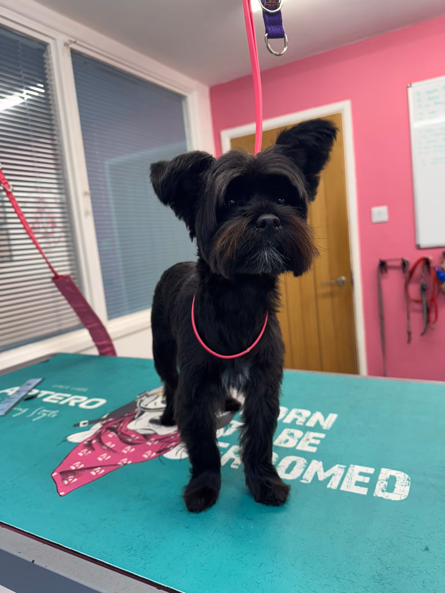 Small black dog with trimmed fur standing on a grooming table in a pink-walled room.
