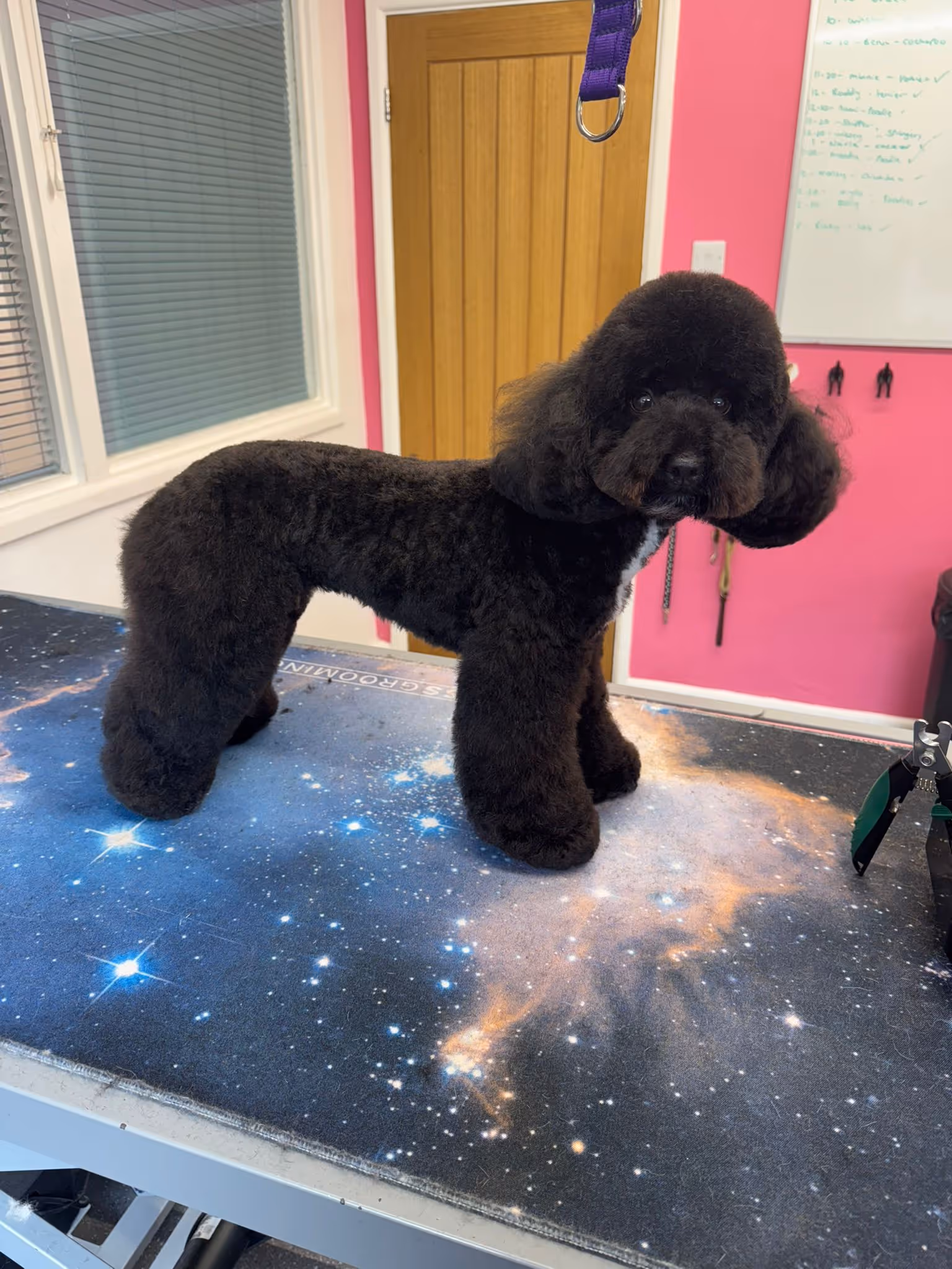 Black poodle with curly fur standing on a grooming table with a galaxy-themed surface.