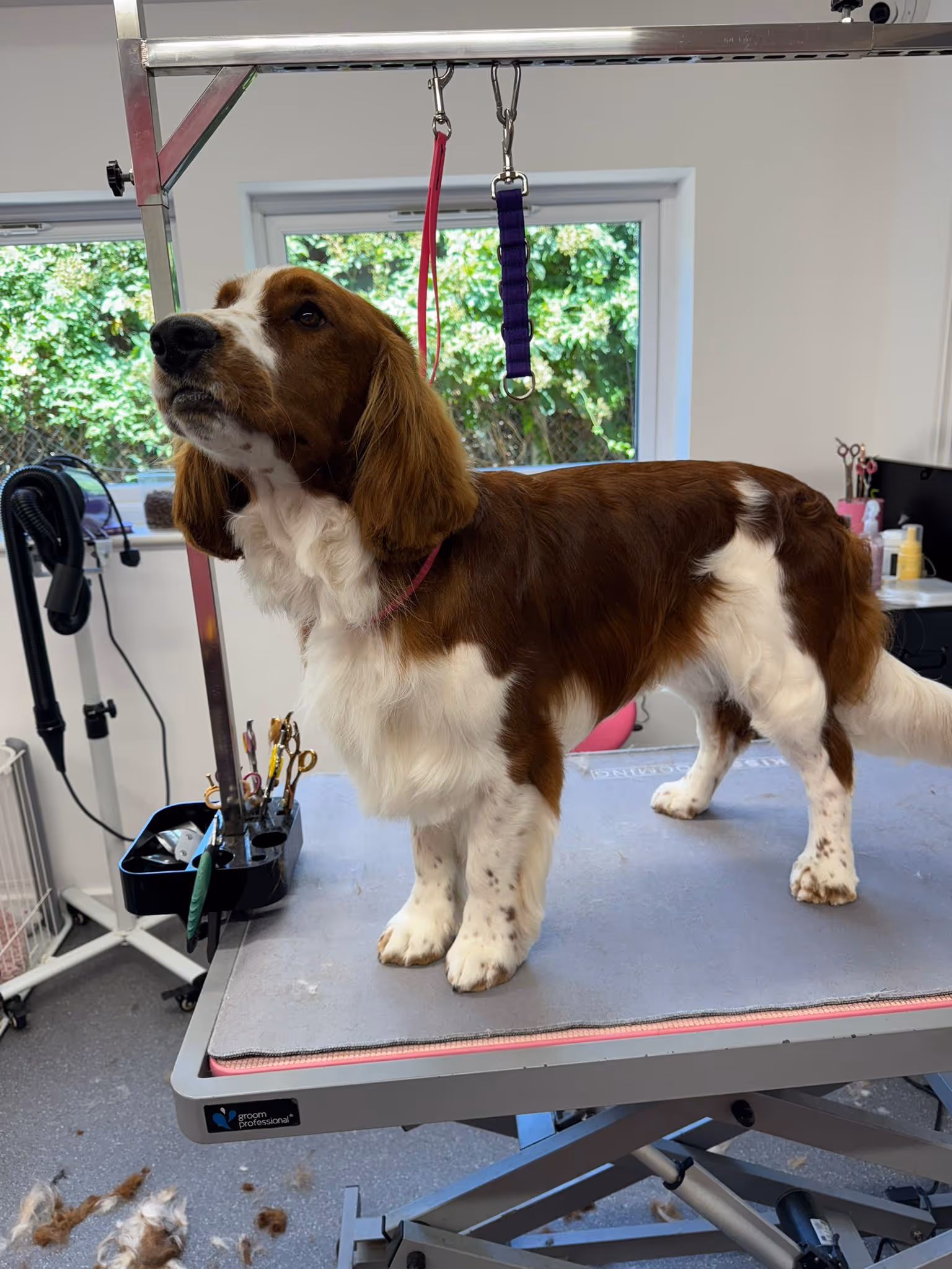 Brown and white dog standing on a grooming table inside a pet grooming salon.