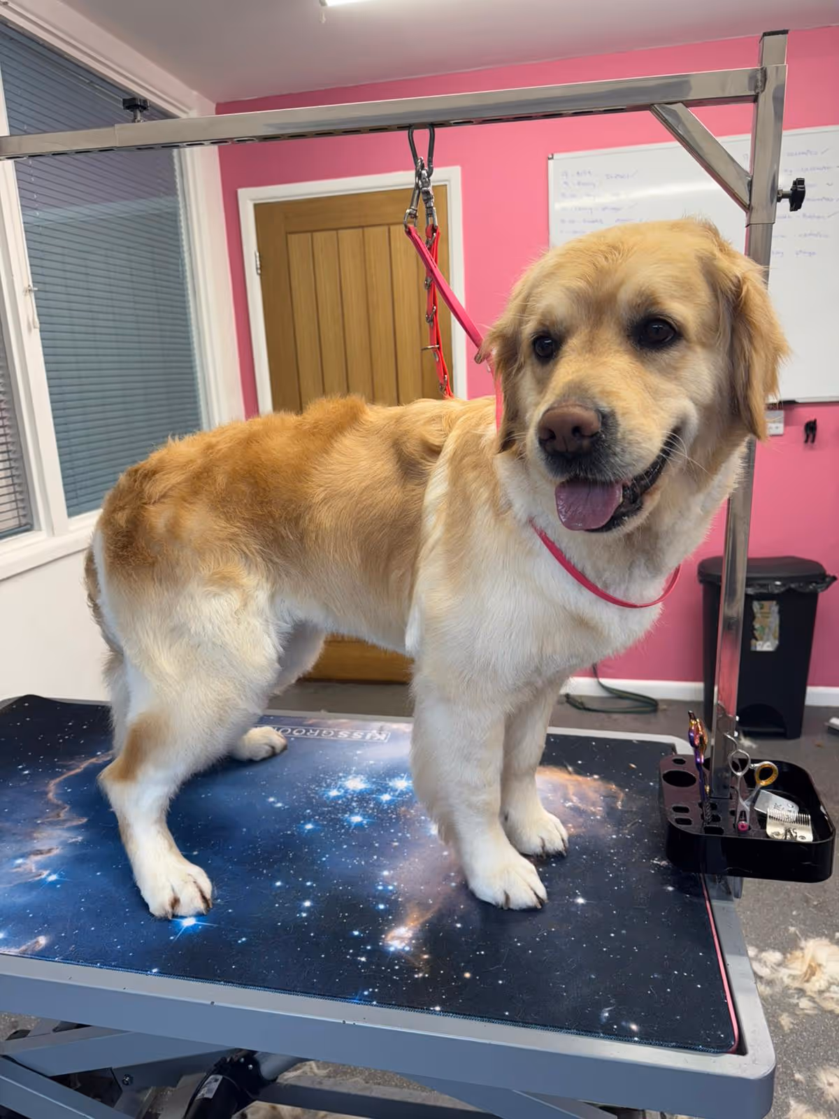 Golden retriever with a pink harness standing on a grooming table in a room with pink walls.