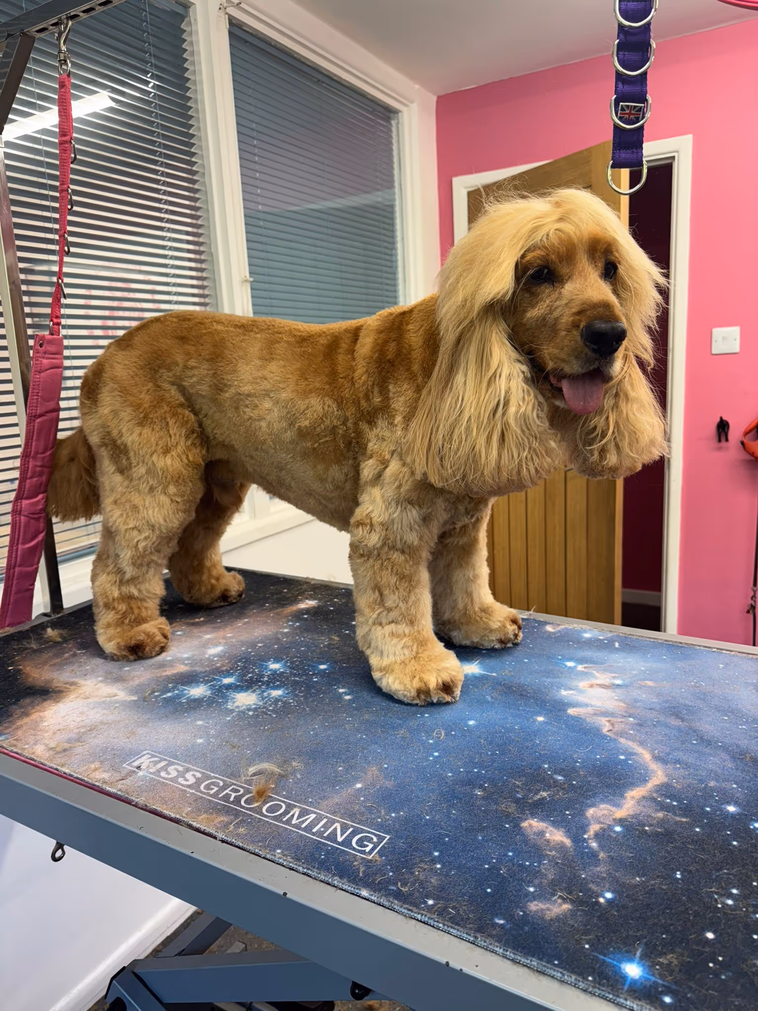 Groomed golden-brown dog with long hair on ears standing on a grooming table with a galaxy-themed mat.