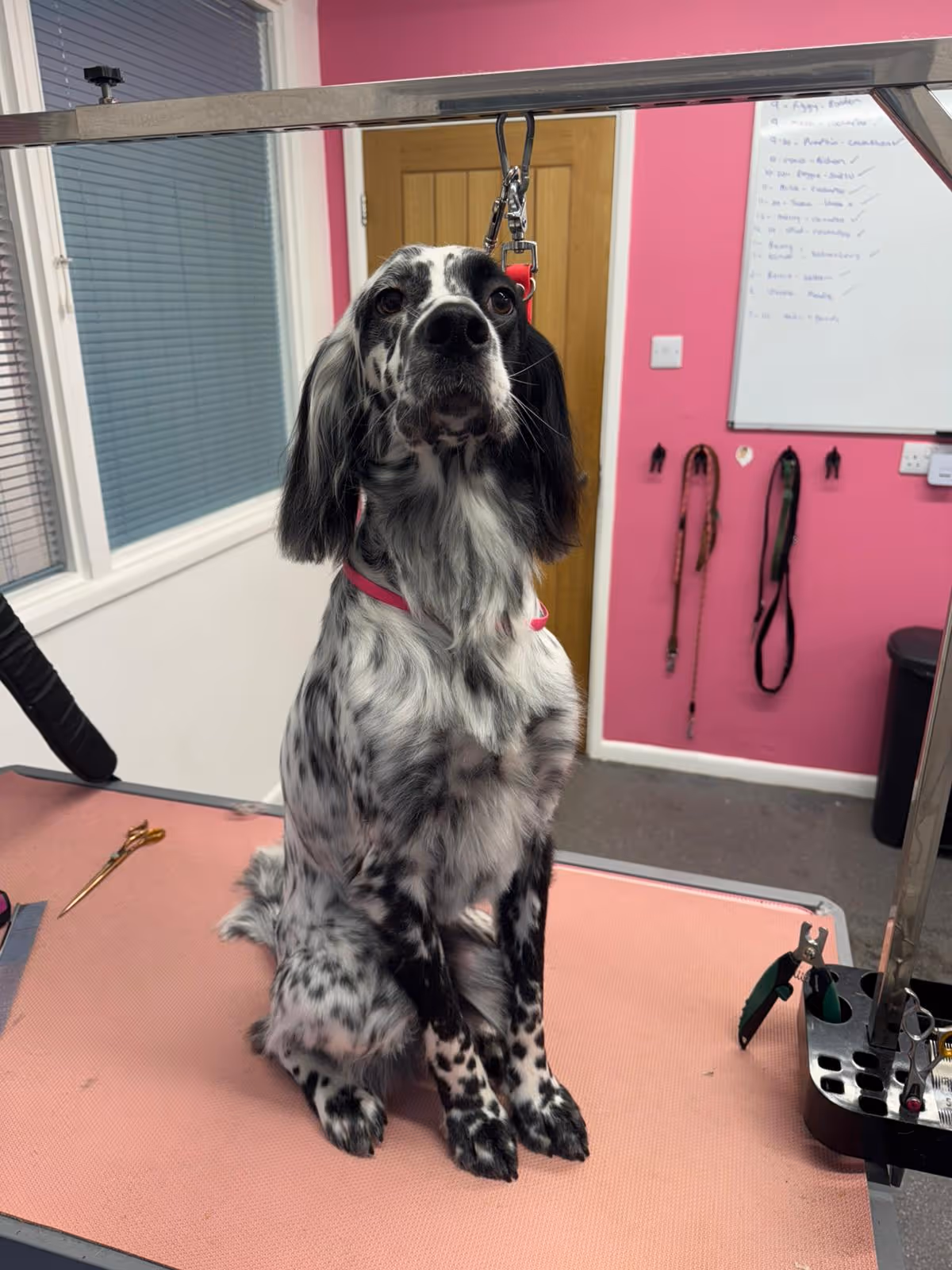 Black and white spotted dog sitting on a grooming table in a pink-walled grooming room.