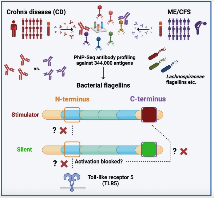 How antibodies against gut bacteria reveal shared and distinct immune responses in Crohn’s disease and ME/CFS