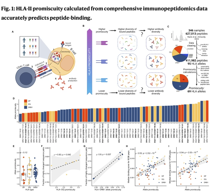 How HLA-II peptide-binding diversity shapes immune responses and susceptibility to infection